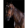 2022 Collegiate Comfitec Patent Bridle 8111 - Brown Colour Brown 1 2022 Collegiate Comfitec Patent Bridle 8111 - Brown Colour Brown -Chic Equestrian Supplies 202220Collegiate20Comfitec20Patent20Bridle20811120 20Brown.700x700