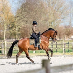 2023 PS Of Sweden Signature Dressage Saddle Pad 1110-040 - Olive Colour Olive 7 2023 PS Of Sweden Signature Dressage Saddle Pad 1110-040 - Olive Colour Olive -Chic Equestrian Supplies 6077 202320PS20Of20Sweden20Signature20Dressage20Saddle20Pad201110 04020 20Olive20Lifestyle.700x700