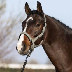 2023 HV Polo Francis Headcollar 1601093450 - Dark Oil Green -Chic Equestrian Supplies 6938 202320HV20Polo20Francis20Headcollar20160109345020 20Dark20Oil20Green203.700x700