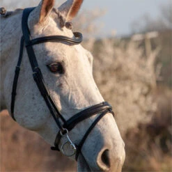 2023 Henry James Saddlery Comfort Flash Bridle HJ-BR-02 - Black Colour Black 7 2023 Henry James Saddlery Comfort Flash Bridle HJ-BR-02 - Black Colour Black -Chic Equestrian Supplies 6996 202320Henry20James20Saddlery20Comfort20Flash20Bridle20HJ BR 0220 20Black203.700x700