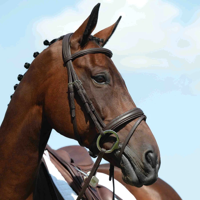 Collegiate Syntovia+ Padded Raised Flash Bridle - Brown Colour Brown 3 Collegiate Syntovia+ Padded Raised Flash Bridle - Brown Colour Brown