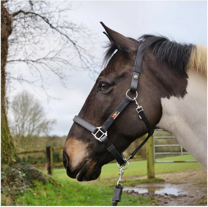 Equilibrium Stellar Headcollar - Black 6 Equilibrium Stellar Headcollar - Black - Image 4