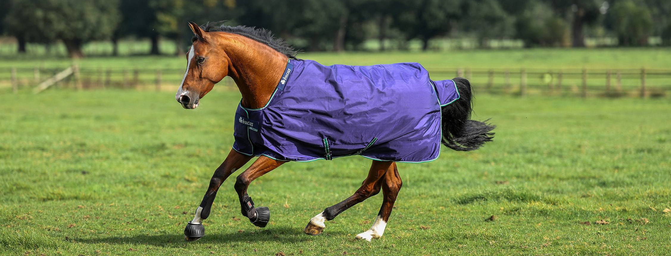 Chic Equestrian Supplies -Chic Equestrian Supplies 1